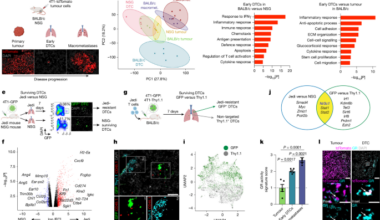 A glucocorticoid–FAS axis controls immune evasion during metastatic seeding
