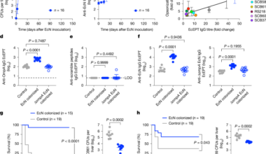 Natural maternal immunity protects neonates from Escherichia coli sepsis