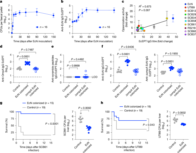 Natural maternal immunity protects neonates from Escherichia coli sepsis