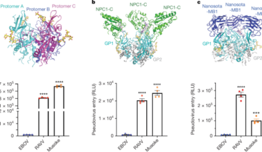 Structures of Marburgvirus glycoprotein and its complex with NPC1 receptor