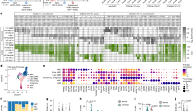 B cell imprinting in children impairs antibodies to the haemagglutinin stalk