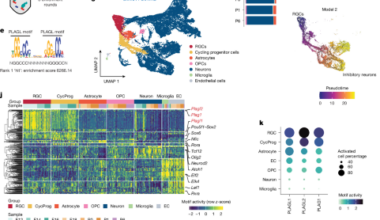 Dominant clones leverage developmental epigenomic states to drive ependymoma