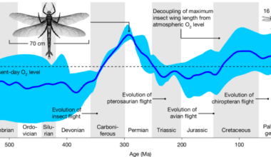 Oxygen supply through the tracheolar–muscle system does not constrain insect gigantism