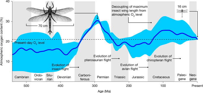 Oxygen supply through the tracheolar–muscle system does not constrain insect gigantism