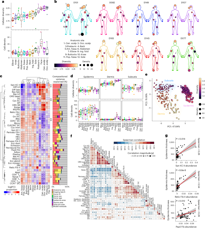 Fig. 2: Stereotypic patterns of cell-type diversity, density and abundance across sites.