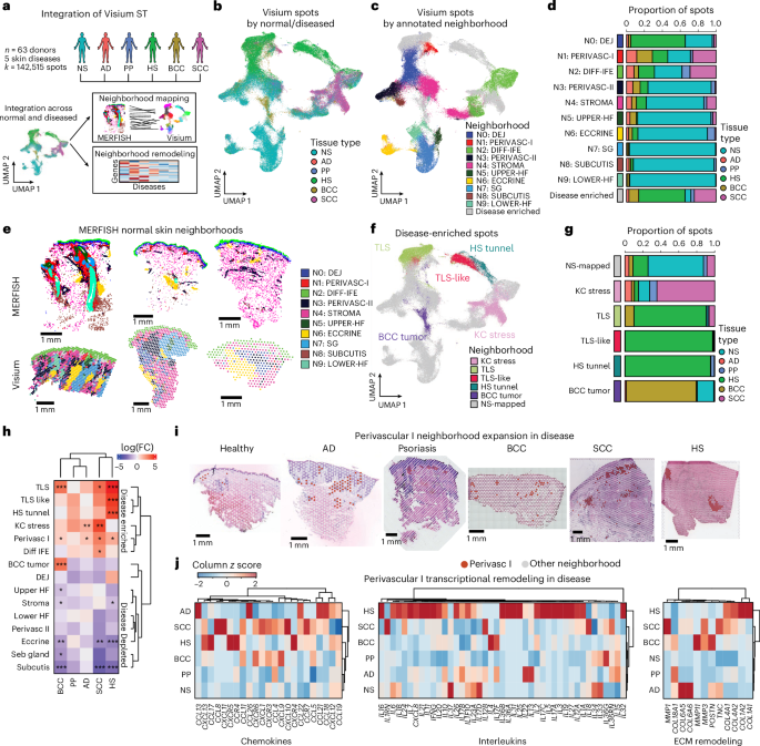 Fig. 6: Neighborhoods define microanatomic remodeling in human skin disease.