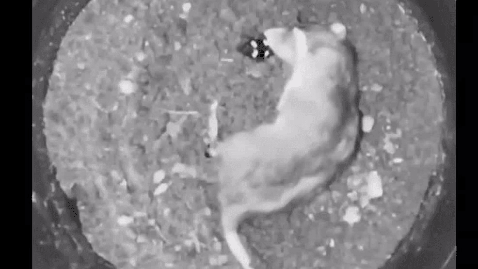 While America’s landscape has changed dramatically over 250 years, wildlife experts say the comeback of these species proves that with the right protections, public awareness and sustained effort, recovery is possible. (Cincinnati Zoo)