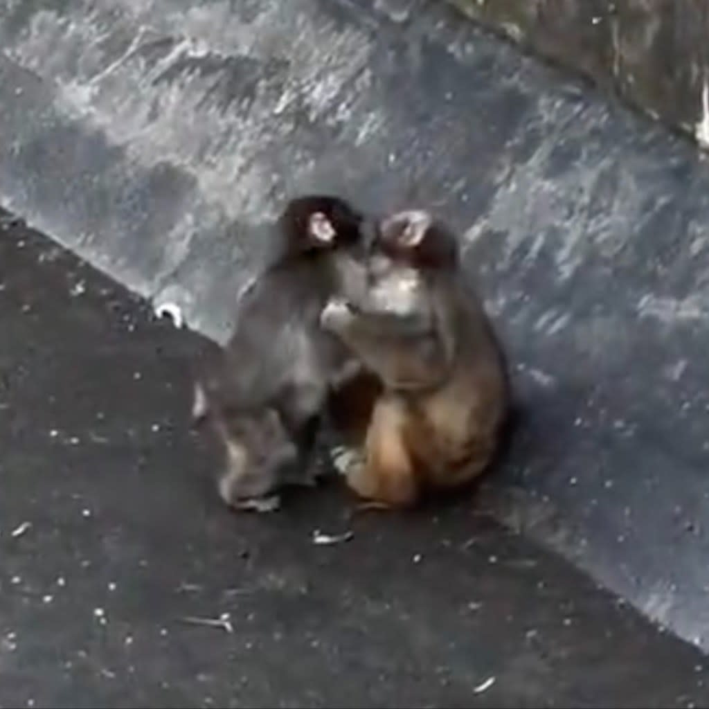 Punch the monkey has been seen hanging out with Mono-Chan. @ikaaa1805 / TikTok