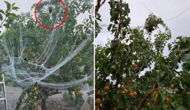 Warning over common backyard item with on-the-spot fine of $395: 'Didn't know they were illegal'