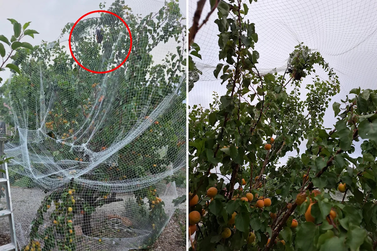 Warning over common backyard item with on-the-spot fine of $395: 'Didn't know they were illegal'