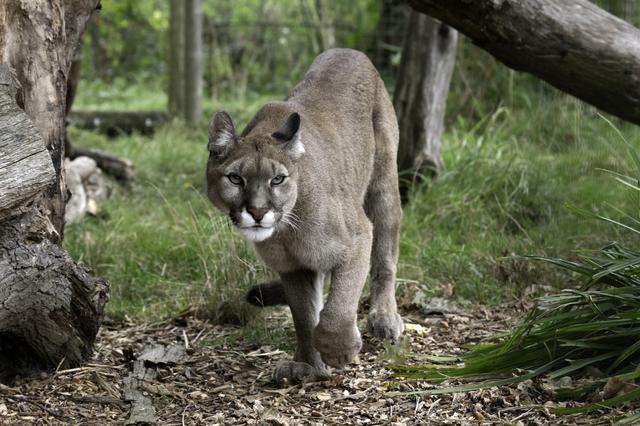 A mountain lion walking in the wilderness. 