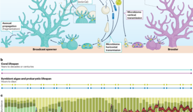 Accelerating coral assisted evolution to keep pace with climate change