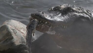 Storytellers: Colorado's scaliest sunbathers soak up the rays in the mountains near Mosca when it snows