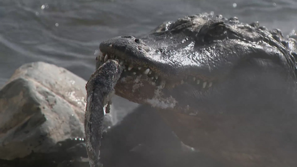Storytellers: Colorado's scaliest sunbathers soak up the rays in the mountains near Mosca when it snows