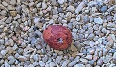 1st peregrine falcon egg of the season laid at We Energies nest box