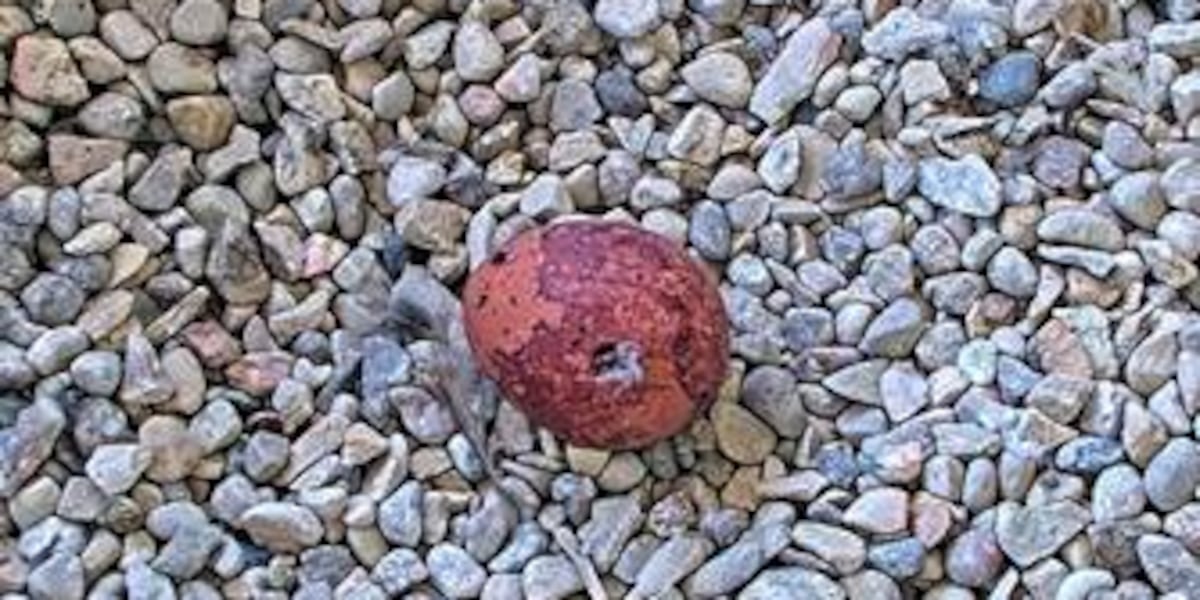 1st peregrine falcon egg of the season laid at We Energies nest box