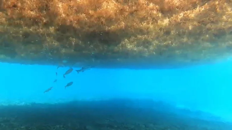 brown seaweed floating in ocean