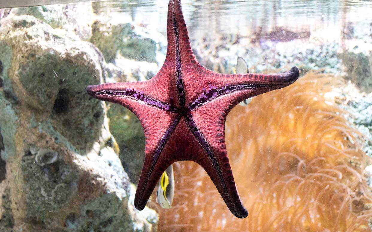 Red starfish in the aquarium