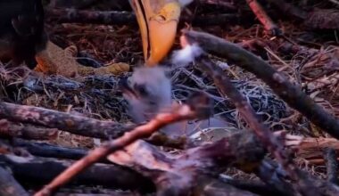 New eaglet hatches on Decorah Eagle Cam, a sure sign spring has arrived in Iowa