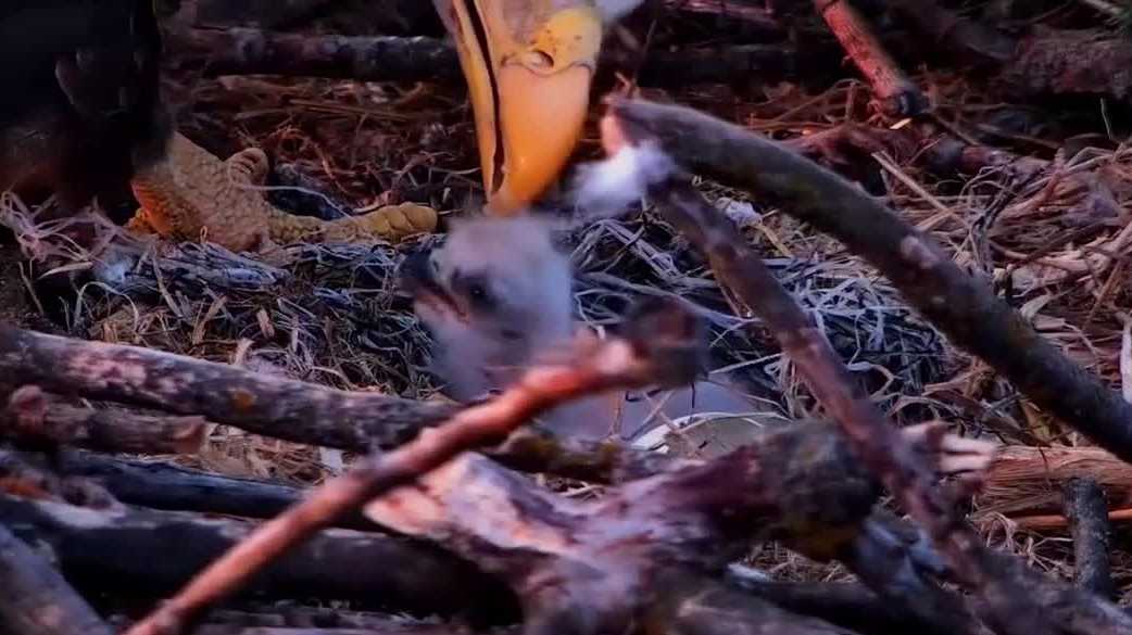 New eaglet hatches on Decorah Eagle Cam, a sure sign spring has arrived in Iowa