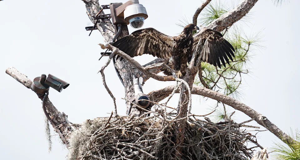 E26 hangs out in the nest at the SWFl Eagle Cam nest on Monday, March 2, 2026. F23, the female bald eagle and mother of E26 has not been seen at the nest since Friday. M15, the father has benn documented bringing in food to E26.