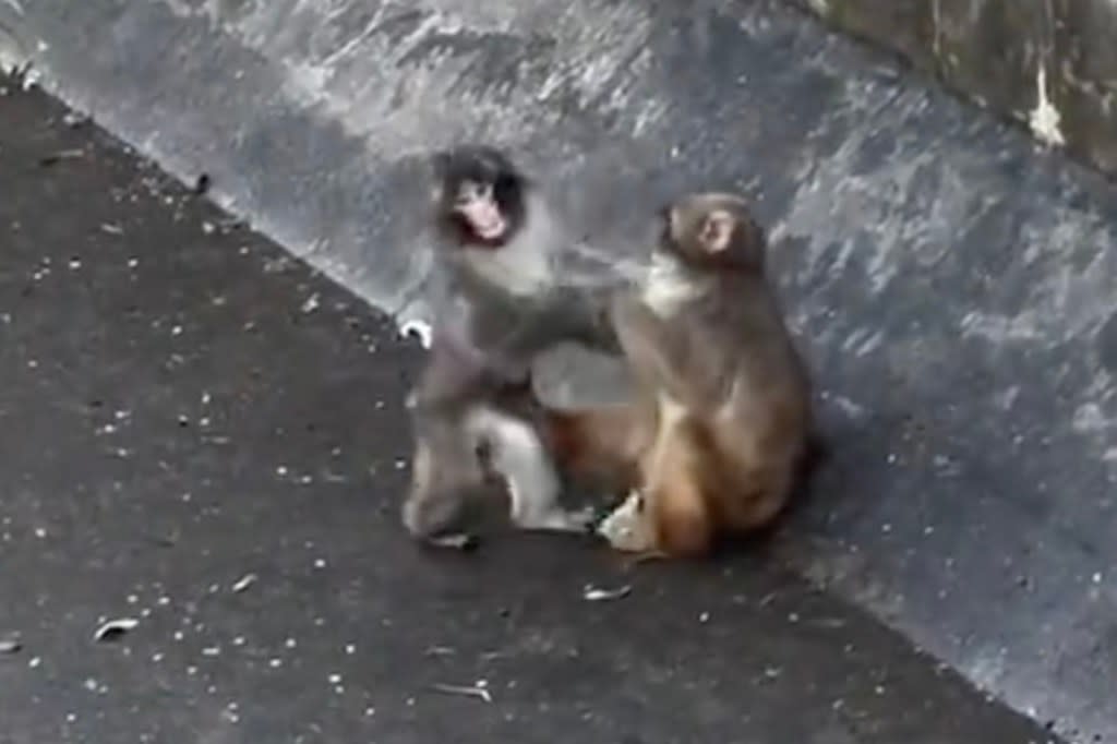 People have said Mono-chan is Punch’s new girlfriend. @ikaaa1805 / TikTok