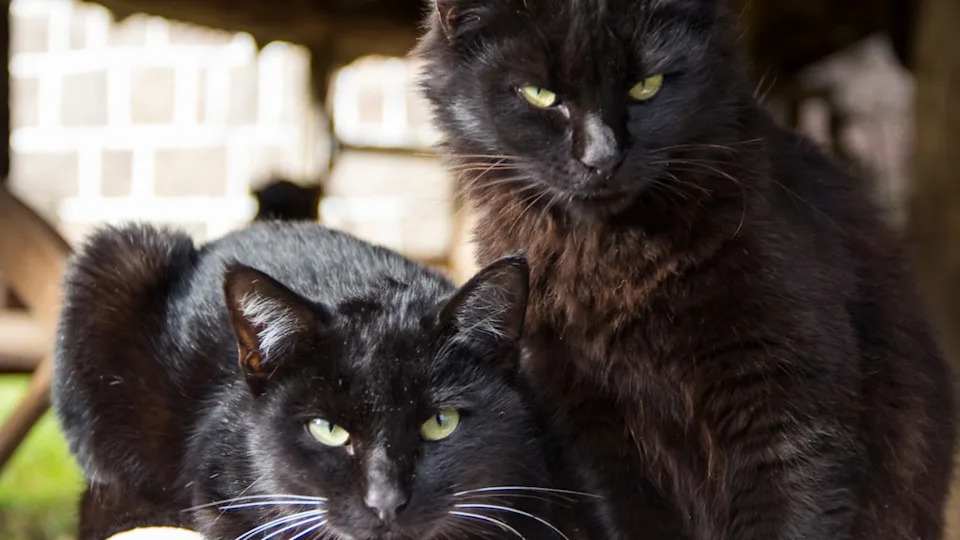 Two Black CatsImage Via&colon; Ranimiro Lotufo Neto&sol;Shutterstock