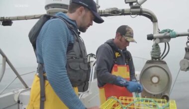 California tightens crab fishing rules to curb whale entanglements