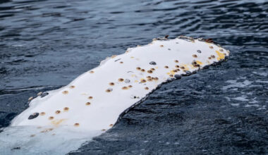 Yahoo lifestyle home