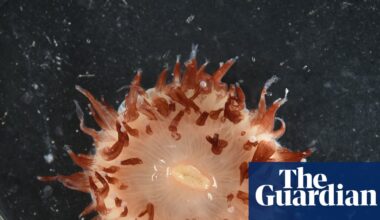 Deepwater discoveries: scientists find more than 110 new fish and invertebrate species in the Coral Sea | Marine life