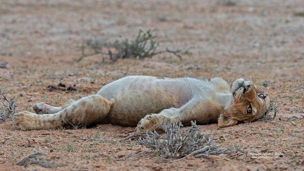 Lion cub lies down after a big meal at Kgalagadi Transfrontier Park in South AfricaCredit: ©Johan J Botha