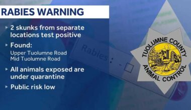 Rabid skunks found in Tuolumne County prompt caution
