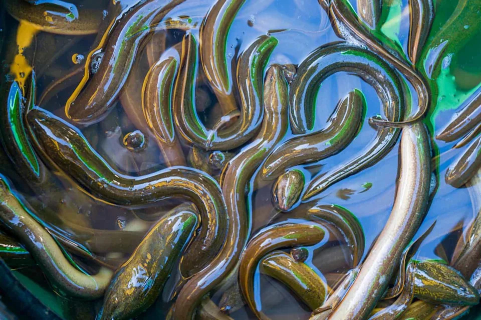 Full frame of Asian Swamp Eel or  Monopterus albus, is an air-breathing species of fish in the family Synbranchidae. Photographed at close range in the farms pond ready to harvest.