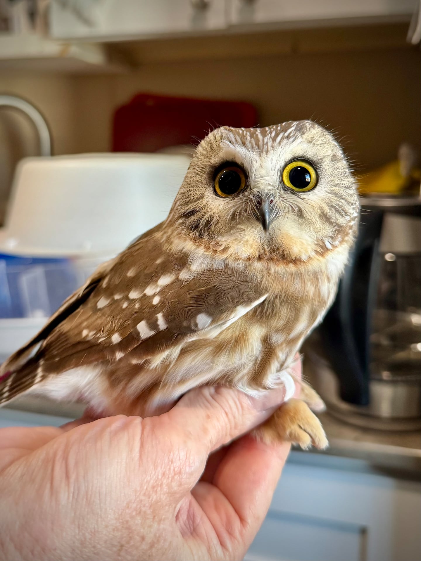 The saw-whet owl is the tiniest species in New England.