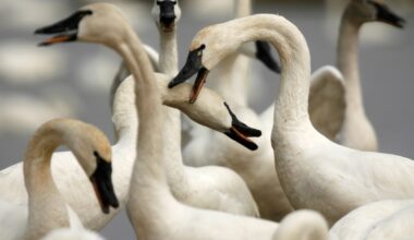 Ottawa consults on allowing hunting of tundra swans to dismay of bird lovers, conservationists