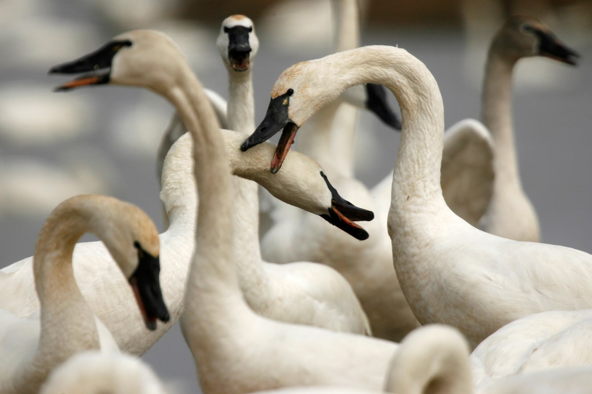 Ottawa consults on allowing hunting of tundra swans to dismay of bird lovers, conservationists