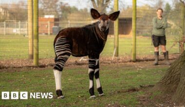 Baby okapi Neo makes public debut at Yorkshire Wildlife Park - BBC