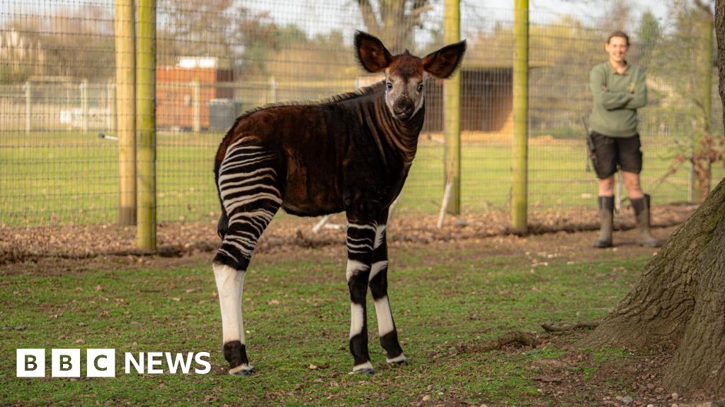 Baby okapi Neo makes public debut at Yorkshire Wildlife Park - BBC