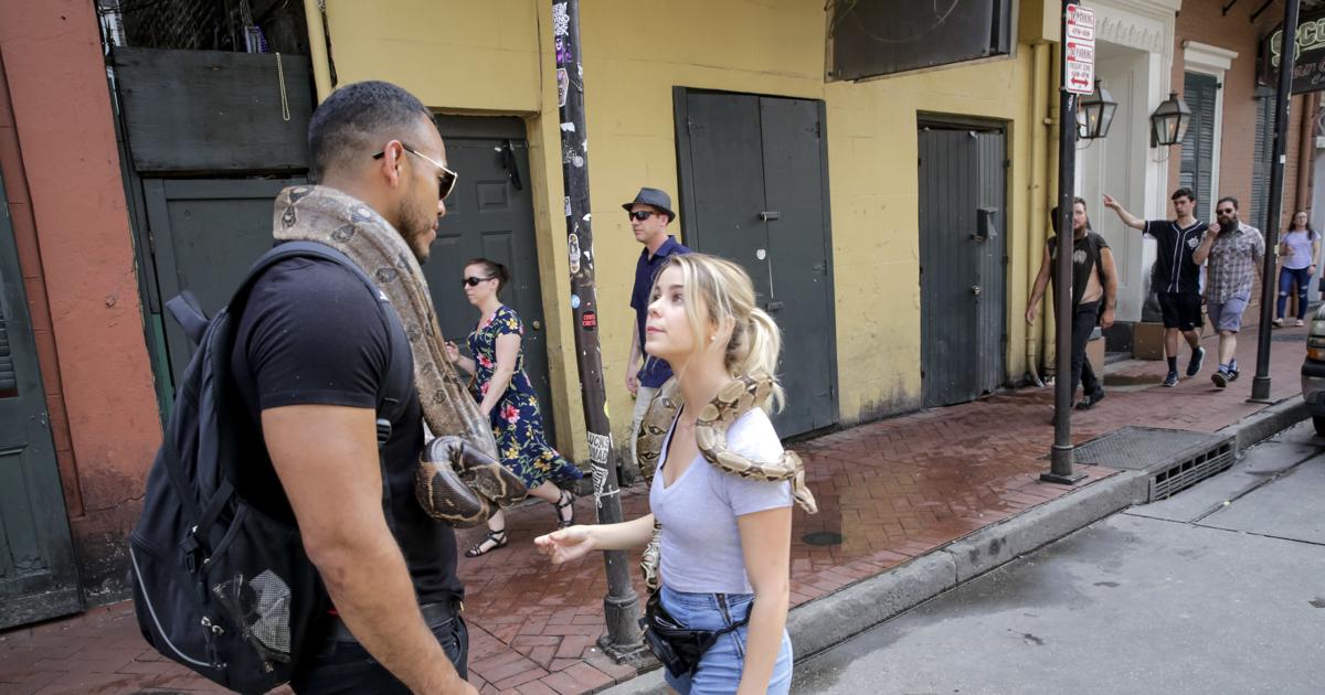 Bourbon Street in New Orleans once had snakes, opposums | Local Politics