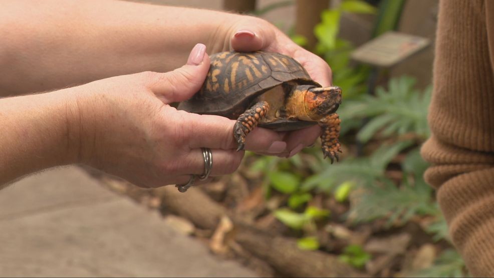 While America’s landscape has changed dramatically over 250 years, wildlife experts say the comeback of these species proves that with the right protections, public awareness and sustained effort, recovery is possible. (WKRC)