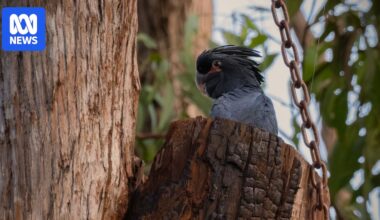 Scientists 'crack the code' as endangered palm cockatoo chick hatches in artificial nest