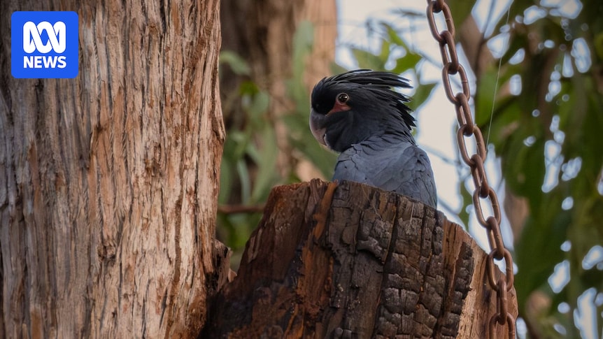 Scientists 'crack the code' as endangered palm cockatoo chick hatches in artificial nest