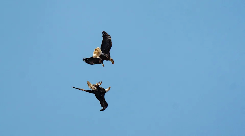 A pair of bald eagles briefly spar in the vicintiy of the SWFl Eagle Cam nest on Monday, March 2, 2026. F23, the female bald eagle has not been seen at the nest since Friday. It is unknown who these two eagles are.