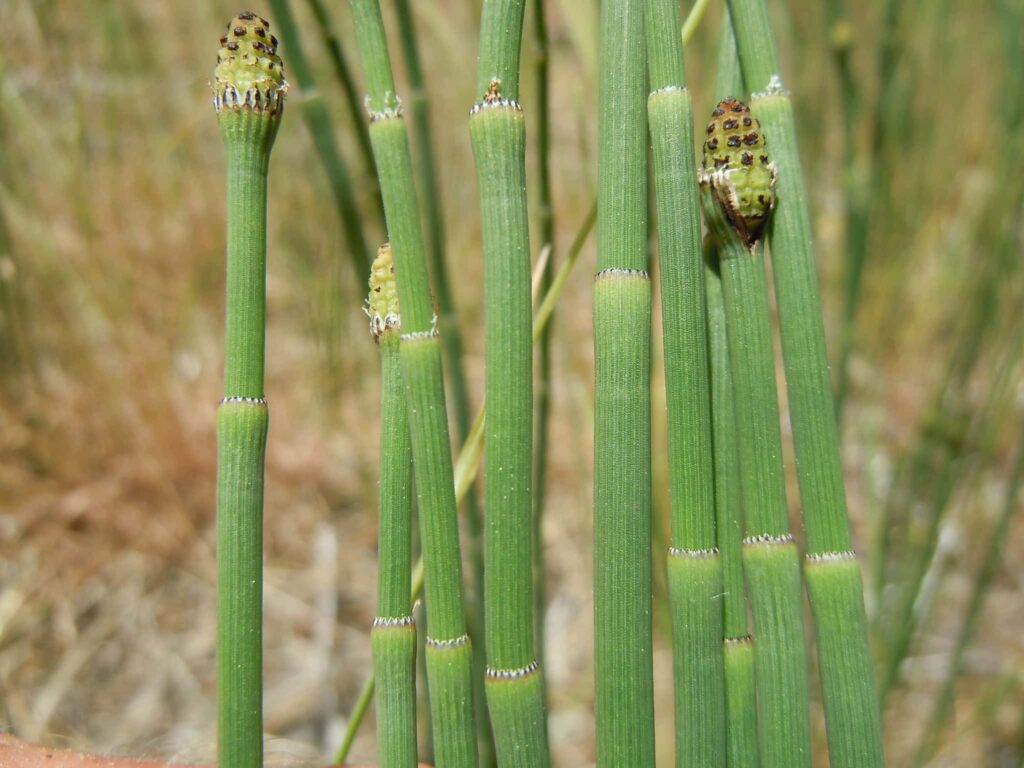 Bright green caterpillars on tall grass stalks in a natural outdoor setting.