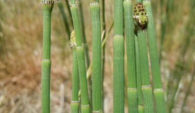 Ancient Weed Contains Water So Strange That Scientists Thought It Came From a Meteorite