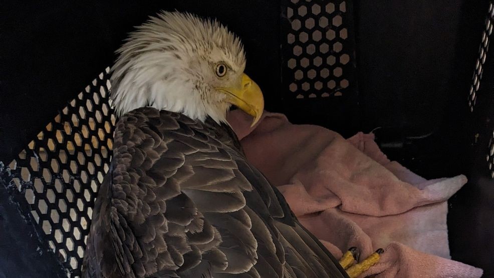 A bald eagle known to local wildlife watchers as “Maggie” was taken to the Southwest Virginia Wildlife Center of Roanoke on Sunday, March 8. She sadly passed away the following day due to lead poisoning. (Southwest Virginia Wildlife Center of Roanoke﻿)