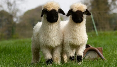 Yahoo lifestyle home