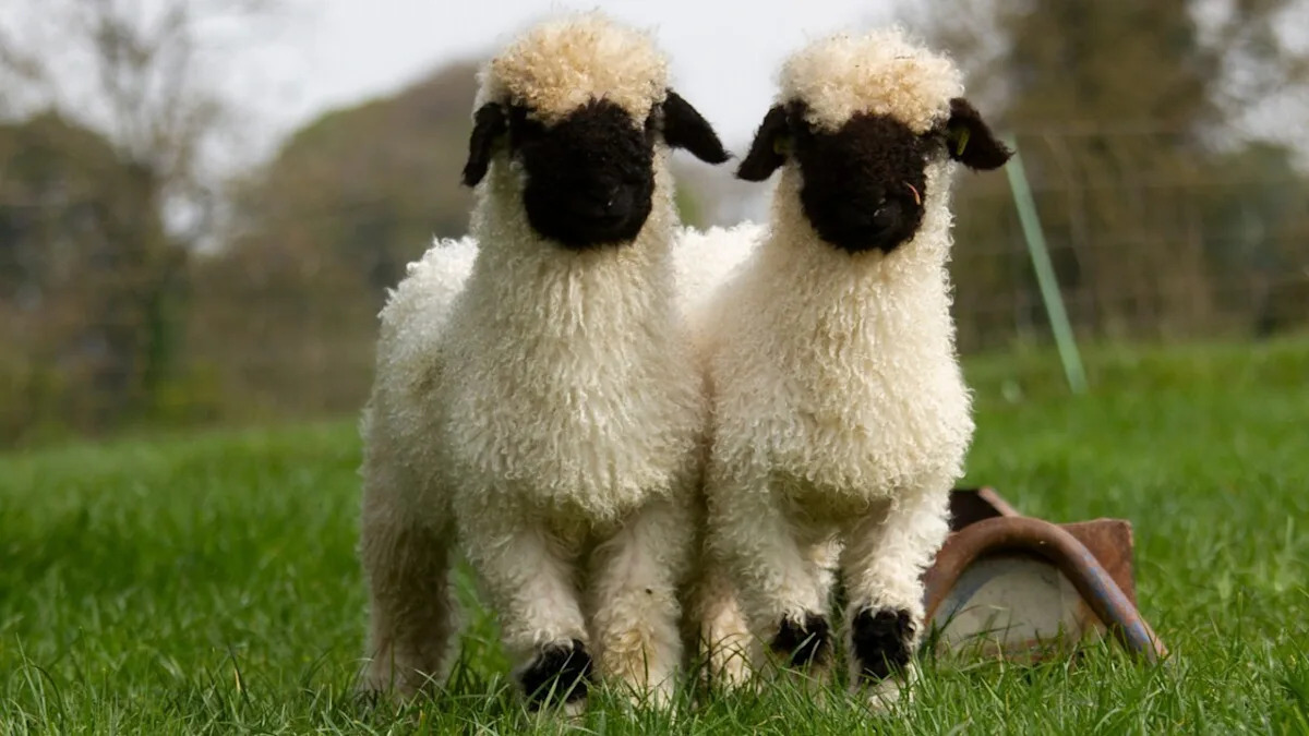 Yahoo lifestyle home