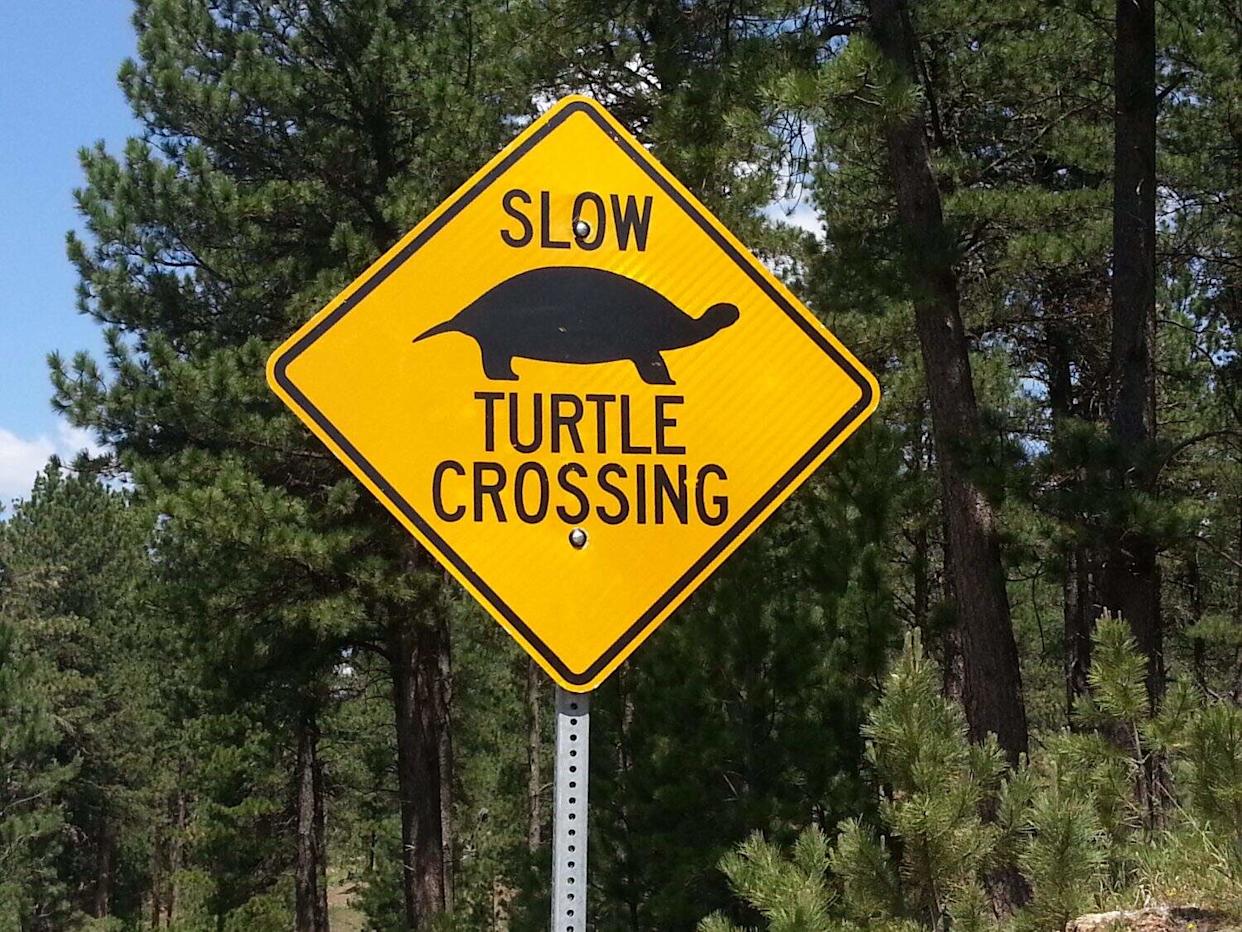Turtles have to cross the street too! This sign was in a state park in South Dakota. The sign was near both a road and hiking trail.