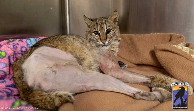 bobcat rescued from vehicle grille